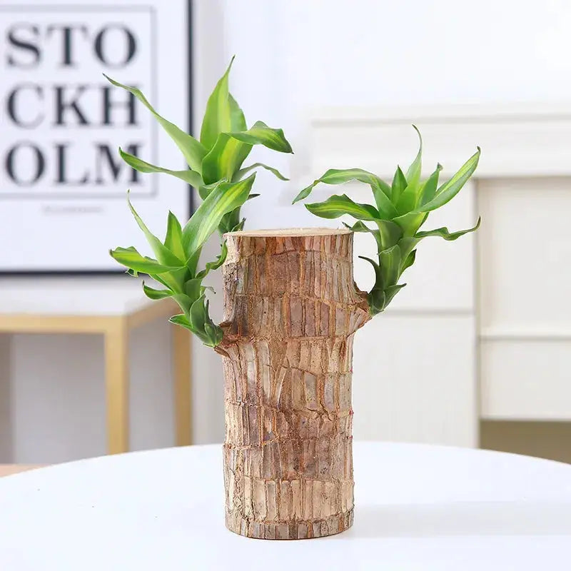 Natural Brazilian Lucky Wood Air Purifier Plant - Halri