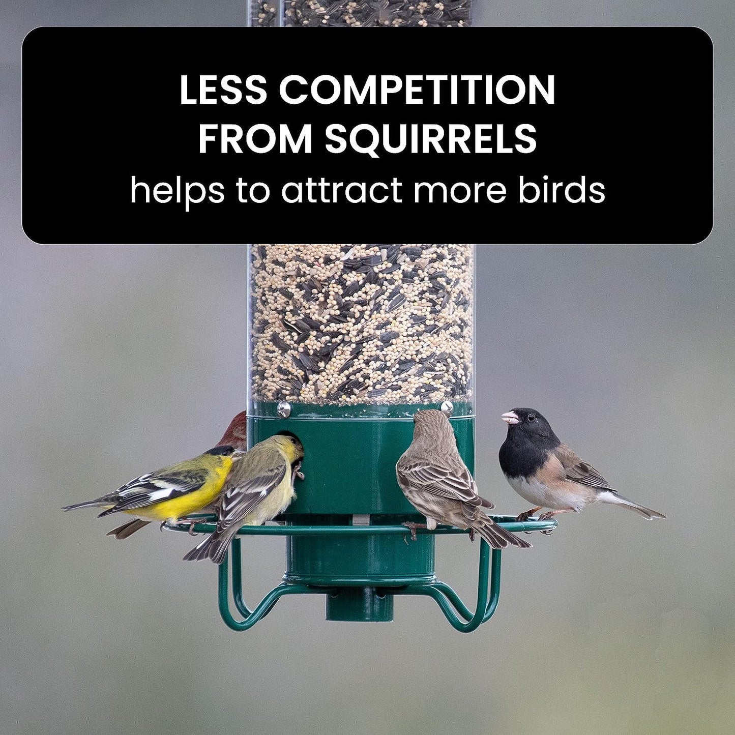 Wild Bird Friendly Feeder Cage