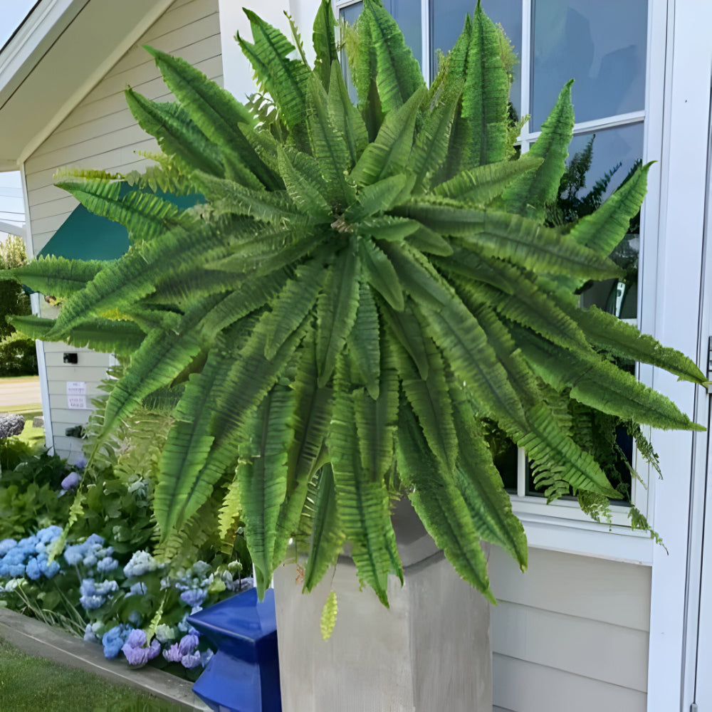 Fake Green Boston Fern Indoor Plant Decoration - Halri