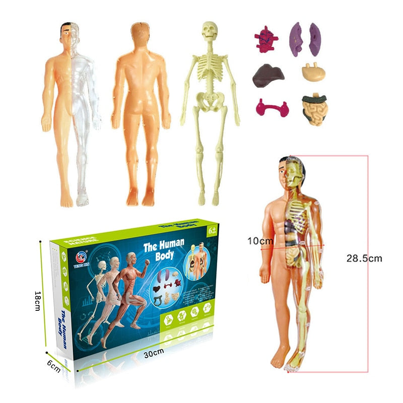 Kit de modèle d'anatomie du corps humain pour l'apprentissage