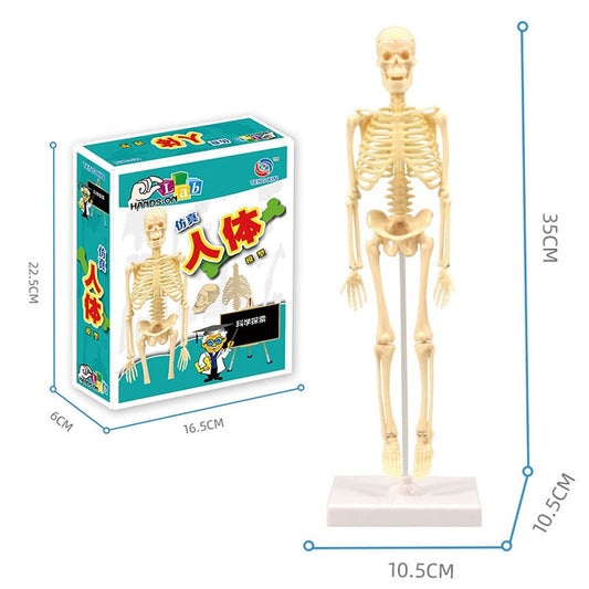 Learning Human Body Anatomy Model Kit - Halri