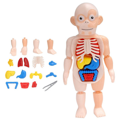 Kit de modèle d'anatomie du corps humain pour l'apprentissage
