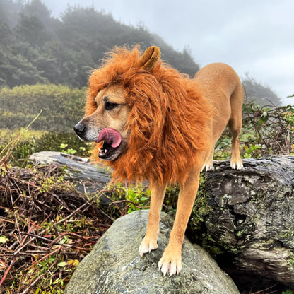 Perruque amusante pour chien à crinière de lion pour Halloween