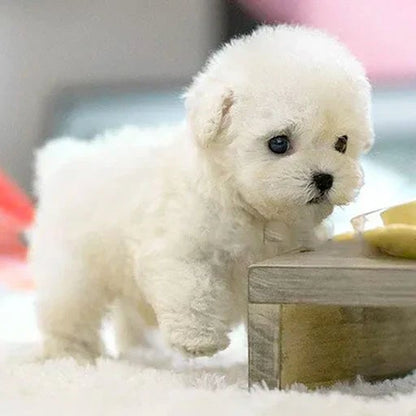 Robot interactif pour chien de compagnie