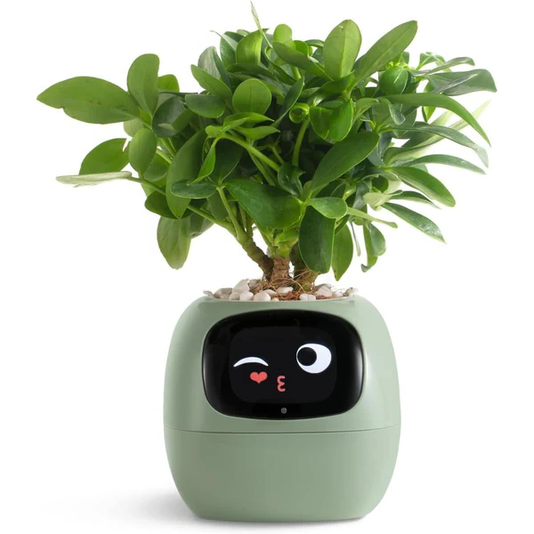 Intelligent Self Watering Ivy Planter